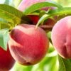 Nanaimo™ Peach -The Orchard Zone shutterstock 461362930 bb8408d5 b691 461e b9de bba76d983cfd 1