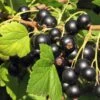 Hill's Kiev Select Black Currant -The Orchard Zone shutterstock 49326529 1