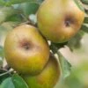 Ashmead's Kernel Apple 1 Ashmead's Kernel Apple -The Orchard Zone shutterstock 511724 2 1