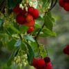 Marina Strawberry Tree -The Orchard Zone shutterstock 518191315 1