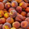 Contender Peach -The Orchard Zone shutterstock 592176266 355a588d 42e8 4048 915e 40e388c01a97 1