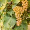 Sauvignon Blanc Grape -The Orchard Zone shutterstock 609197756 1
