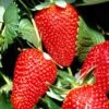 San Andreas Strawberry 2 San Andreas Strawberry -The Orchard Zone shutterstock 69482989 1