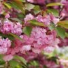 Kwanzan Flowering Cherry -The Orchard Zone shutterstock 70266937 kwanzan blossoms 2 1