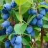 Blue Pagoda™ Honeyberry -The Orchard Zone shutterstock 723311164 1