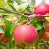Cherry Cox Apple 2 Cherry Cox Apple -The Orchard Zone shutterstock 73154578 1