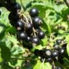 Belaruskaja Black Currant -The Orchard Zone shutterstock 738221188 1
