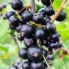 Risager Black Currant -The Orchard Zone shutterstock 75304882 1