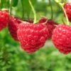 Boyne Raspberry -The Orchard Zone shutterstock 76606609 1