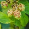 Nugget Hops -The Orchard Zone shutterstock 775507207 1