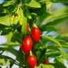 Phoenix Tears Goji Berry -The Orchard Zone shutterstock 87391118 1