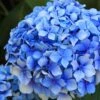 Forever Blue Hydrangea -The Orchard Zone shutterstock 90050737 1