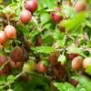 Poorman Gooseberry -The Orchard Zone shutterstock 99670808 1