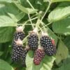 Hall's Beauty Blackberry -The Orchard Zone shutterstock image 1 1