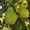 Butt European Perry Pear -The Orchard Zone shutterstock image 10 1