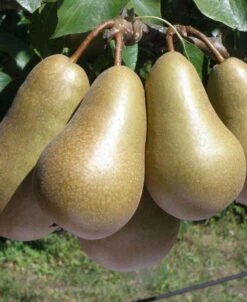 Conference European Pear