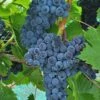 Muscat Of Norway Grape -The Orchard Zone shutterstock image 3 1