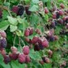 Marionberry -The Orchard Zone shutterstock image 4 1 1 1