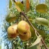 Theilersbirne European Perry Pear 2 Theilersbirne European Perry Pear -The Orchard Zone shutterstock image 6 1 1