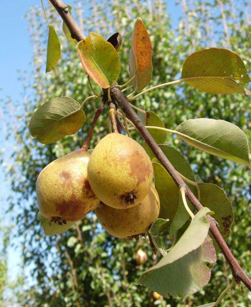 Theilersbirne European Perry Pear 3 Theilersbirne European Perry Pear