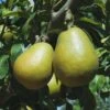 Blake's Pride European Pear 1 Blake's Pride European Pear -The Orchard Zone shutterstock image 9 1