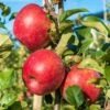 Early Pink Lady Apple -The Orchard Zone shutterstock image 943b9d3d e7a9 422a 8518 cd4d734f9699 1
