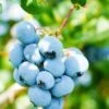 Alpha Toro Blueberry -The Orchard Zone shutterstock 1037342359 1