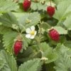 Wild Strawberry 2 Wild Strawberry -The Orchard Zone shutterstock 104055983 1