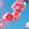 Peggy Clark Flowering Apricot -The Orchard Zone shutterstock 1061245775