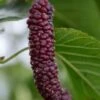 Pakistan Fruiting Mulberry -The Orchard Zone shutterstock 1102699931