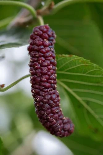 Pakistan Fruiting Mulberry 3 Pakistan Fruiting Mulberry