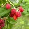 Caroline Raspberry Bundle (5 Plants) 1 Caroline Raspberry Bundle (5 Plants) -The Orchard Zone shutterstock 1128998837 1acf3e08 26d9 4d05 ae3c ca5bcef7f0a3