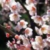 Bungo Flowering Apricot 2 Bungo Flowering Apricot -The Orchard Zone shutterstock 1158646051