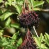 Ranch Elderberry -The Orchard Zone shutterstock 1165507474