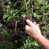 Samyl Elderberry -The Orchard Zone shutterstock 1168717393 2