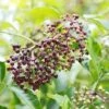 Wyldewood Elderberry -The Orchard Zone shutterstock 1171907257