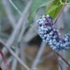 Blue Elderberry -The Orchard Zone shutterstock 1189645075