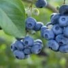 Razz ™ Blueberry -The Orchard Zone shutterstock 1192869643