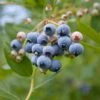 Alpha MINI Blues™ Blueberry -The Orchard Zone shutterstock 1192869691