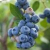 Reka Blueberry -The Orchard Zone shutterstock 1192869697 1