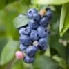 Spartan Blueberry -The Orchard Zone shutterstock 1195250827 1