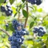 Alpha Misty Blueberry -The Orchard Zone shutterstock 1195250830 1
