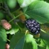 Wellington Mulberry -The Orchard Zone shutterstock 1199642386
