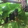 Illinois Everbearing Mulberry -The Orchard Zone shutterstock 1207018774