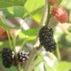 Kokuso Korean Mulberry -The Orchard Zone shutterstock 1208014621