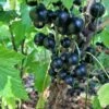 September Black Currant