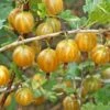 Hinnomaki Yellow Gooseberry 2 Hinnomaki Yellow Gooseberry -The Orchard Zone shutterstock 138667280