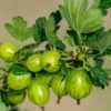 Invicta Gooseberry -The Orchard Zone shutterstock 142468006