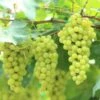 Niagara Grape -The Orchard Zone shutterstock 144385198