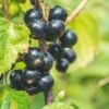 Titania Black Currant -The Orchard Zone shutterstock 1454867285